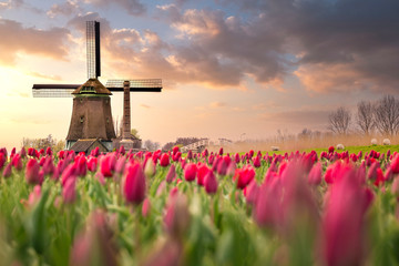 Tulips fields and windmill near Lisse, Netherlands. - obrazy, fototapety, plakaty