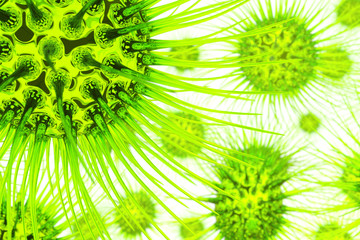 An illustration of some green viruses