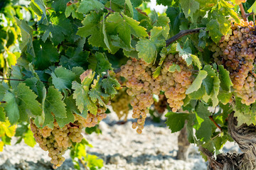 Ripe white grape growing on special soil in Andalusia, Spain, sweet pedro ximenez or muscat, or palomino grape ready to harvest, used for production of jerez, sherry sweet and dry wines - obrazy, fototapety, plakaty