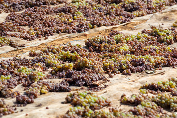 Drying of sweet wine pedro ximenez grapes under hot sun in Montilla-Moriles wine region, Andalusia,...