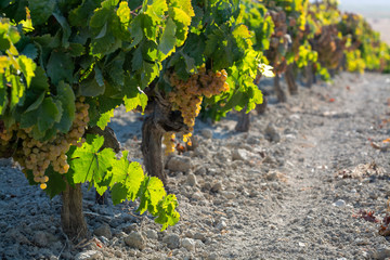 Ripe white grape growing on special soil in Andalusia, Spain, sweet pedro ximenez or muscat, or palomino grape ready to harvest, used for production of jerez, sherry sweet and dry wines - obrazy, fototapety, plakaty