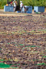 Drying of sweet wine pedro ximenez grapes under hot sun in Montilla-Moriles wine region, Andalusia, Spain