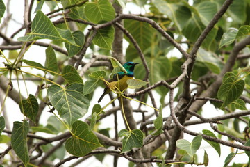 Fototapeta premium A collared Sunbird in Tanzania