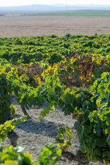 Ripe white grape growing on special soil in Andalusia, Spain, sweet pedro ximenez or muscat, or palomino grape ready to harvest, used for production of jerez, sherry sweet and dry wines
