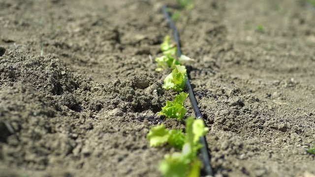 Little organic seedlings planted in the soil of a vegetable garden or a field. Salad endive lettuce and zucchini plants with a drip irrigation tube in a plantation. Close up. 