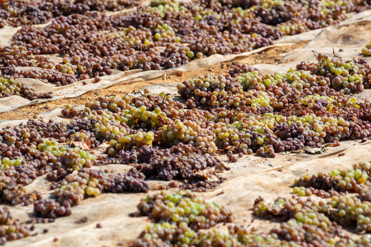 Drying of sweet wine pedro ximenez grapes under hot sun in Montilla-Moriles wine region, Andalusia, Spain