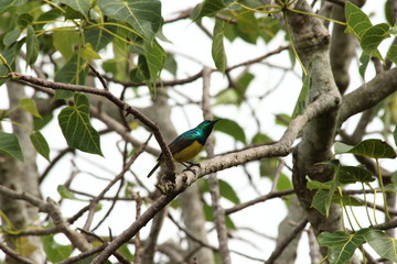 A collared Sunbird in Tanzania