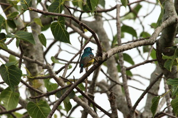 A collared Sunbird in Tanzania