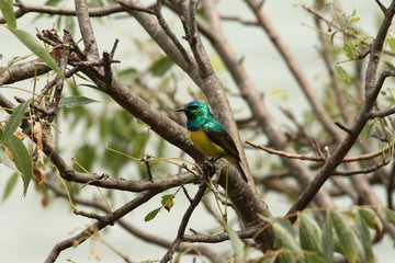 A collared Sunbird in Tanzania