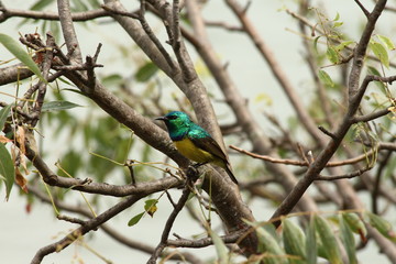 A collared Sunbird in Tanzania