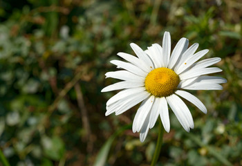 Bright chamomile flower on green natural background.