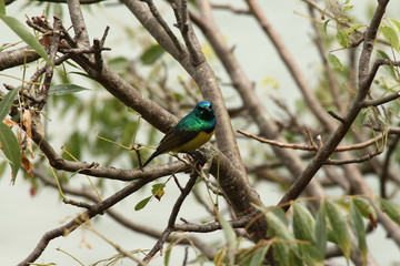 A collared Sunbird in Tanzania