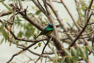 A collared Sunbird in Tanzania