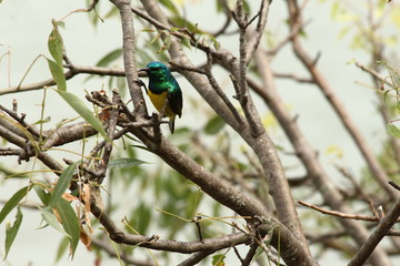 A collared Sunbird in Tanzania