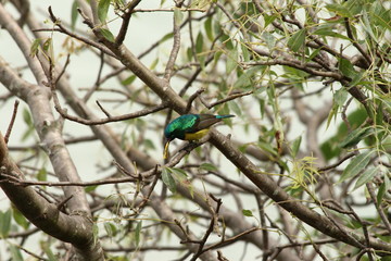 A collared Sunbird in Tanzania