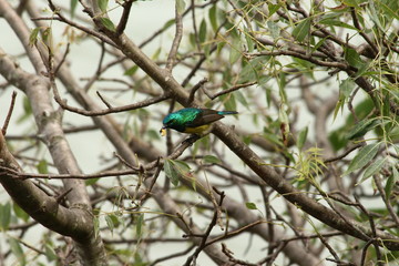 A collared Sunbird in Tanzania
