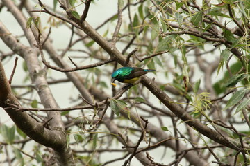 A collared Sunbird in Tanzania