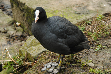 Fototapeta premium Animals