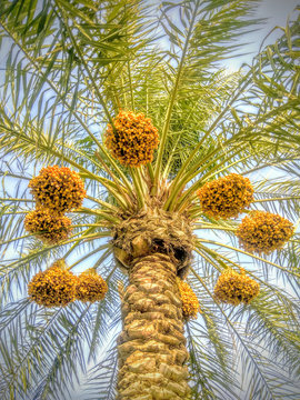 palm tree with dates