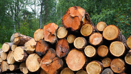 Pine logs, cut down by logging against the background of the forest