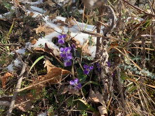 flowers in the garden