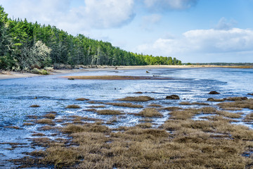 Leadbetter Point  Park Shoreline