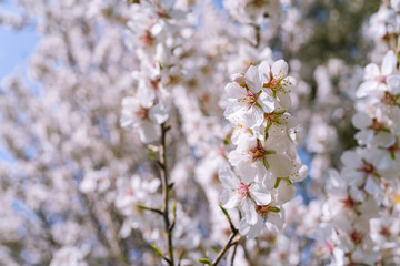 Ramas de almendro con flores blancas y rosas