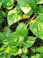 green leave in garden 