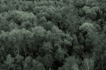 Toned nature background made of a lot of trees with leaves on summerday. Picturesque forest