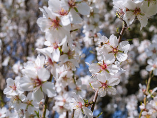 Ramas de almendro con flores blancas y rosas