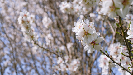 Almendro en flor. Fondo floral.