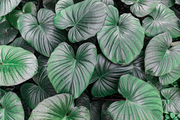 tropical leaf texture green leaves Background, foliage nature