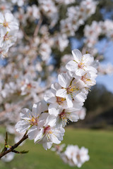 Flores de almendro macro blancas y rosas con flores de fondo blur.