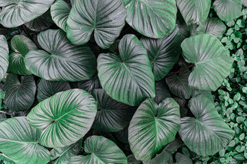 tropical leaf texture green leaves Background, foliage nature