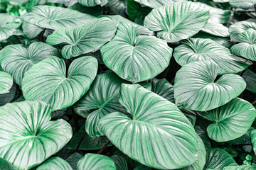 Fototapeta na wymiar tropical leaf texture green leaves Background, foliage nature