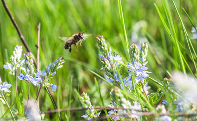 A honey bee collects nectar from the blue Veronica teucrium flowers, speedwell, aerial view, and gypsum. Medicinal and honey plants in Europe.