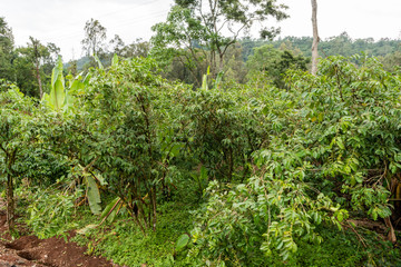Fototapeta na wymiar Coffee plants in Ethiopia
