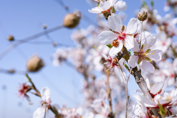 Flores de almendro con mariquita y cielo azul de fondo.