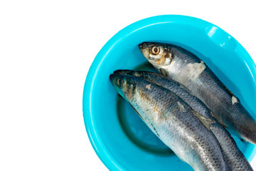 Raw defrosted fish in a blue basin on a white background.