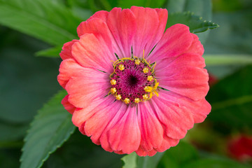 bee on flower