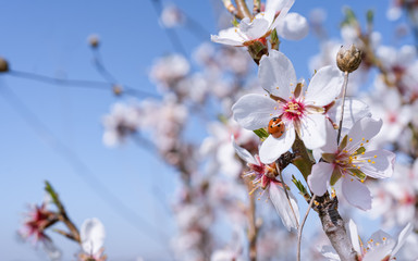 Flores de almendro con mariquita y cielo azul de fondo.