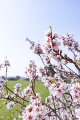 Rama de almendro en flor con cielo azul de fondo