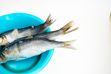 Frozen herring in a blue basin on a white background. Nearby are rubber gloves