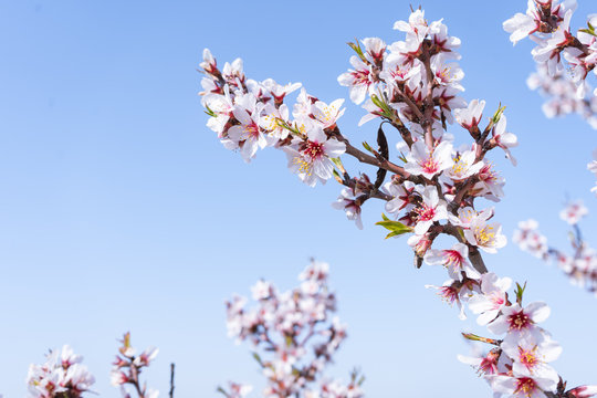 Rama de almendro en flor con cielo azul de fondo