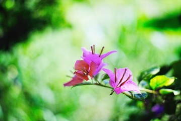 pink flower on green background