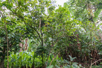 Lush vegetation of southern Ethiopia
