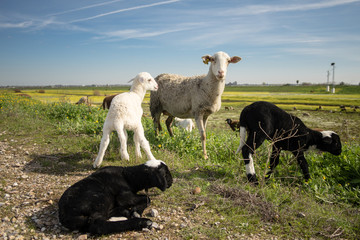 Naklejka premium Sheep from close up on the green grass next to newborn lambs.