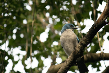 Hermoso ave azul encontrado en la naturaleza del parque ecológico Chipinque en Monterrey.