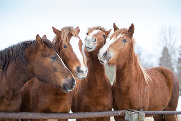 Portrait of ginger horses