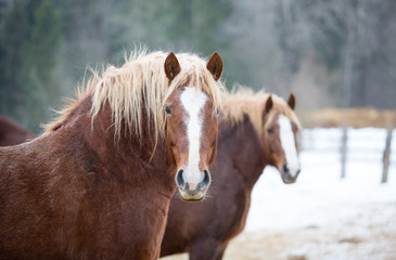 Portrait of ginger horses